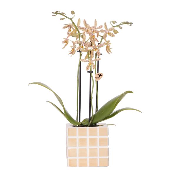 Kolibri Orchids | Orange ‚Spider‘ Orchidee + Mosa Ziertopf Orange – Topfgröße Ø9 cm | Blühende Zimmerpflanze – Frisch vom Züchter