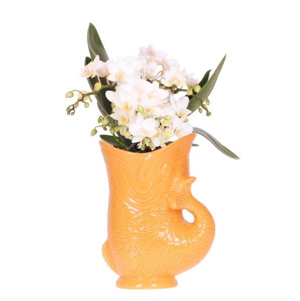 Kolibri Orchids | Weiße Orchidee ‚Nazaré‘ + Fischtopf orange – Topfgröße Ø9 cm | blühende Zimmerpflanze – frisch vom Züchter