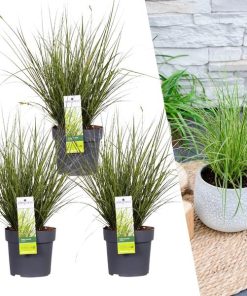 3 x Carex brunnea Variegata – Ø 14 cm – ↨ 25 cm