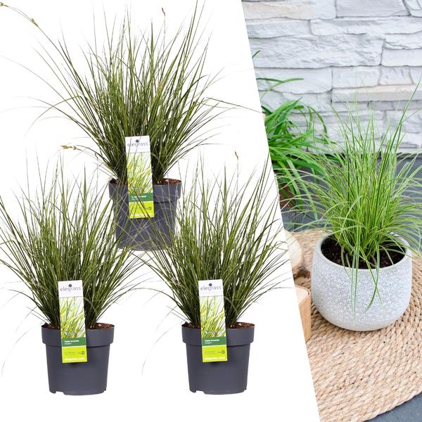 3 x Carex brunnea Variegata – Ø 14 cm – ↨ 25 cm