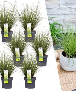 6 x Carex brunnea Variegata – Ø 14 cm – ↨ 25 cm