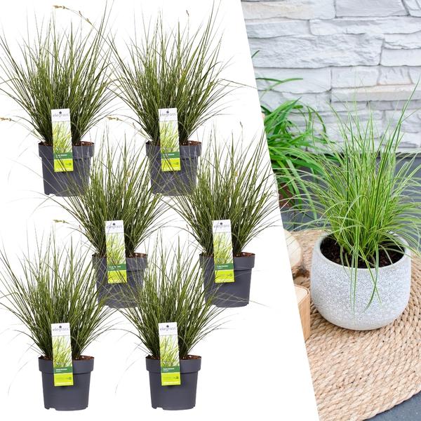 6 x Carex brunnea Variegata – Ø 14 cm – ↨ 25 cm