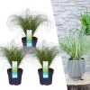 3 x Carex comans ‚Frosted Curls‘ – Ø 14 cm – ↨ 25 cm