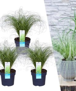 3 x Carex comans ‚Frosted Curls‘ – Ø 14 cm – ↨ 25 cm