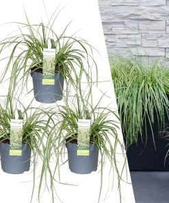 3 x Carex hachijoensis ‚Evergold‘ – Ø 14 cm – ↨ 25 cm