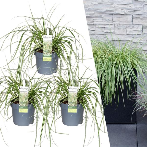 3 x Carex hachijoensis ‚Evergold‘ – Ø 14 cm – ↨ 25 cm