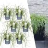 6 x Carex hachijoensis ‚Evergold‘ – Ø 14 cm – ↨ 25 cm