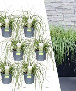 6 x Carex hachijoensis ‚Evergold‘ – Ø 14 cm – ↨ 25 cm