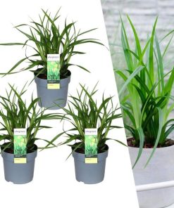 3 x Carex morrowi ‚Irish Green‘ – Ø 14 cm – ↨ 25 cm