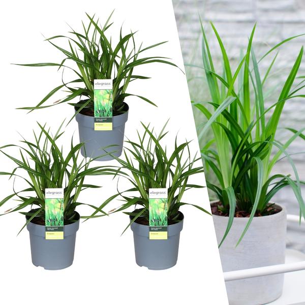 3 x Carex morrowi ‚Irish Green‘ – Ø 14 cm – ↨ 25 cm