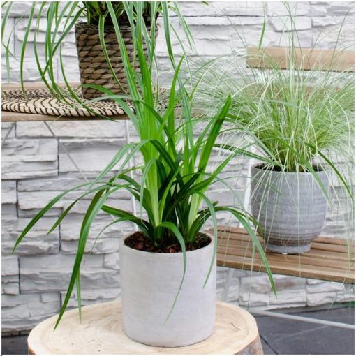 3 x Carex morrowi 'Irish Green' - Ø 14 cm - ↨ 25 cm – Bild 2