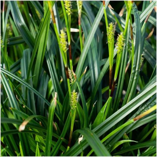 3 x Carex morrowi 'Irish Green' - Ø 14 cm - ↨ 25 cm – Bild 3