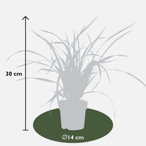 3 x Carex morrowi 'Irish Green' - Ø 14 cm - ↨ 25 cm – Bild 4