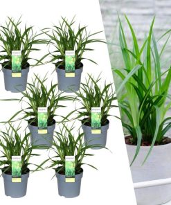 6 x Carex morrowi ‚Irish Green‘ – Ø 14 cm – ↨ 25 cm