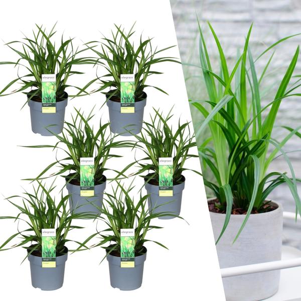 6 x Carex morrowi ‚Irish Green‘ – Ø 14 cm – ↨ 25 cm