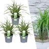 3 x Carex morrowi ‚Ice Dance‘ – Ø 14 cm – ↨ 25 cm