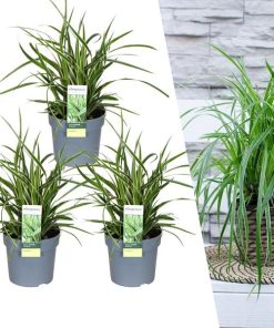 3 x Carex morrowi ‚Ice Dance‘ – Ø 14 cm – ↨ 25 cm