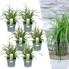 6 x Carex morrowi ‚Ice Dance‘ – Ø 14 cm – ↨ 25 cm