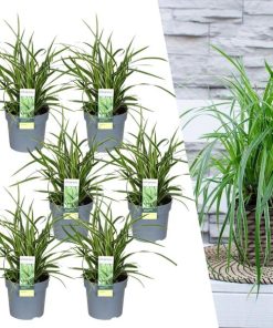 6 x Carex morrowi ‚Ice Dance‘ – Ø 14 cm – ↨ 25 cm