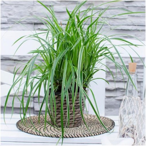 6 x Carex morrowi 'Ice Dance' - Ø 14 cm - ↨ 25 cm – Bild 2