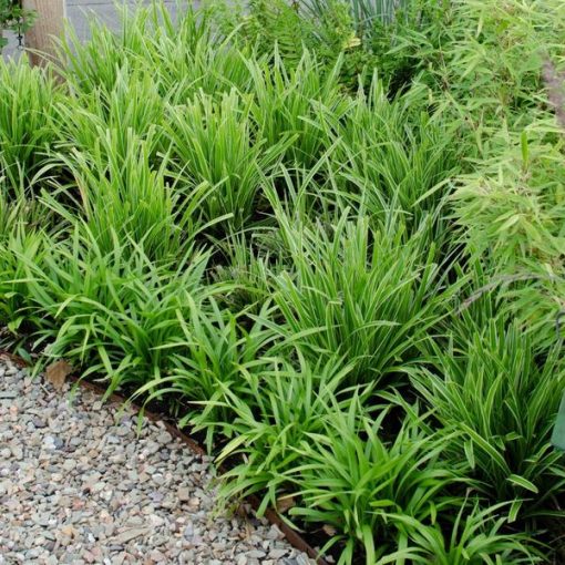 6 x Carex morrowi 'Ice Dance' - Ø 14 cm - ↨ 25 cm – Bild 3