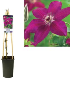 Clematis ‚Westerplatte‘ +light Label – Ø17cm – ↕75cm