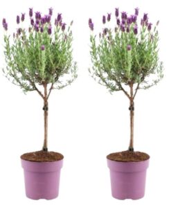 Plants by Frank – Lavandula stoechas Anouk® auf Stamm – 15 cm Topf – 2er Set Französischer Lavendel auf Stamm