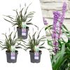 3 x Liriope muscari ‚Ingwersen‘ – Ø 14 cm – ↨ 25 cm