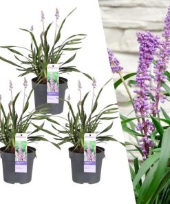 3 x Liriope muscari ‚Ingwersen‘ – Ø 14 cm – ↨ 25 cm