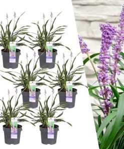 6 x Liriope muscari ‚Ingwersen‘ – Ø14 cm – ↨25 cm