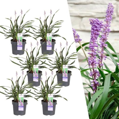 6 x Liriope muscari 'Ingwersen' - Ø14 cm - ↨25 cm