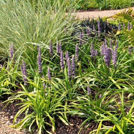 6 x Liriope muscari 'Ingwersen' - Ø14 cm - ↨25 cm – Bild 3