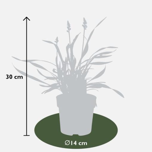 6 x Liriope muscari 'Ingwersen' - Ø14 cm - ↨25 cm – Bild 4