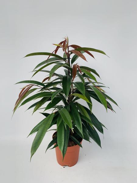 Ficus Binnendijkii ‚Amstel King‘ P17 – Ø17cm – ↕75cm