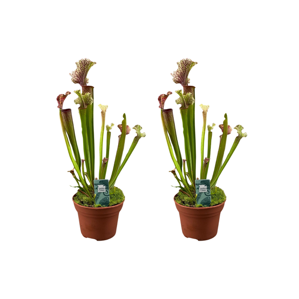 Sarracenia Judith Hindle – 2 Stücke – Ø12cm – ↕30cm