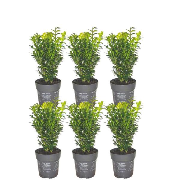 Plants by Frank – 1 meter Buxus Sempervirens haag – Buxus Sempervirens – Set van 6 winterharde haagplanten – Bladhoudende haag – Vers van de kwekerij geleverd