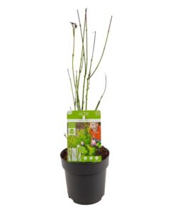 Acer palmatum Going Green – Ø13 – ↨20cm