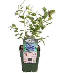 Vaccinium corymbosum ‚Reka‘ – ↨45cm – Ø13