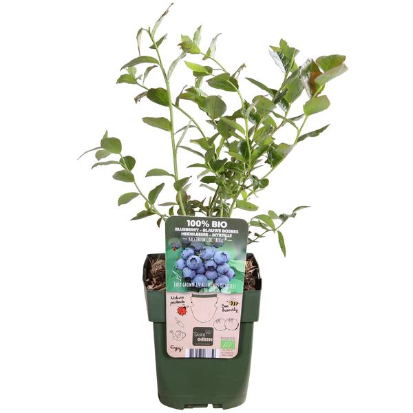 Vaccinium corymbosum ‚Reka‘ – ↨45cm – Ø13