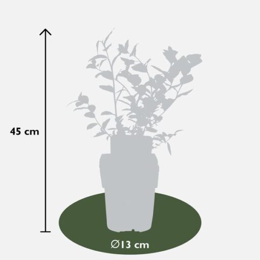 Vaccinium corymbosum 'Reka' - ↨45cm - Ø13 – Bild 5