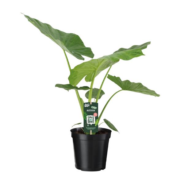 Alocasia Macrorrhiza – Ø19cm – ↕70cm