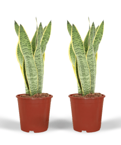 2x Sansevieria Laurentii – Frauenzunge – 40cm – ø14