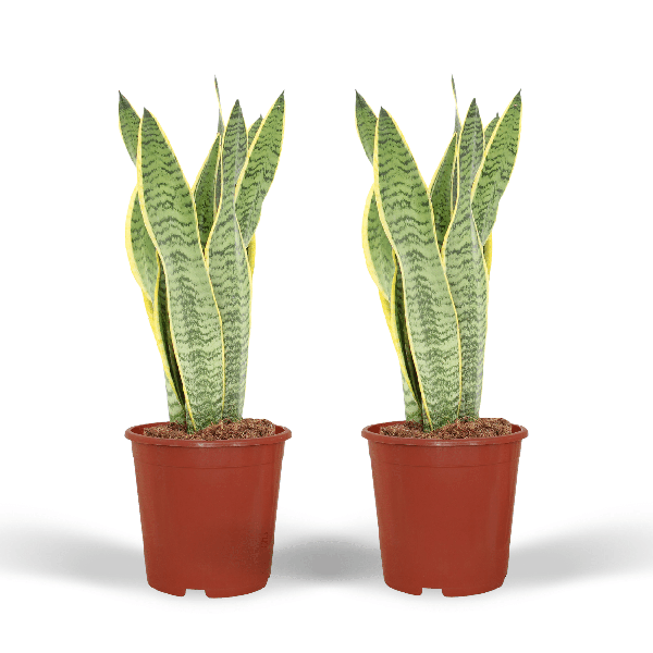 2x Sansevieria Laurentii – Frauenzunge – 40cm – ø14