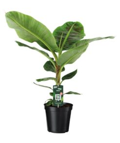 Musa Dwarf Cavendish – Ø21cm – ↕90cm