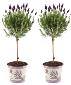 Plants by Frank – Lavandula stoechas Anouk® auf im Dekotopf mit Lavendeldruck – 15 cm Topf – 2er-Set Französischer Lavendel auf Stamm im Dekotopf