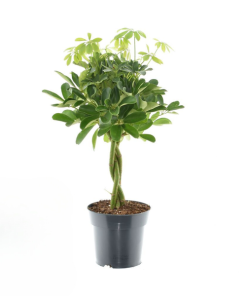 Schefflera Compacta Nora – Ø17cm – ↕60cm