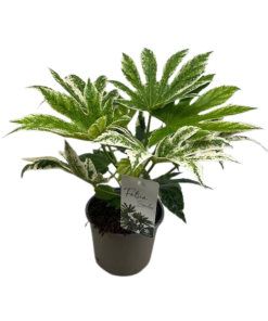 Fatsia Spider Web – Ø17cm – ↕40cm