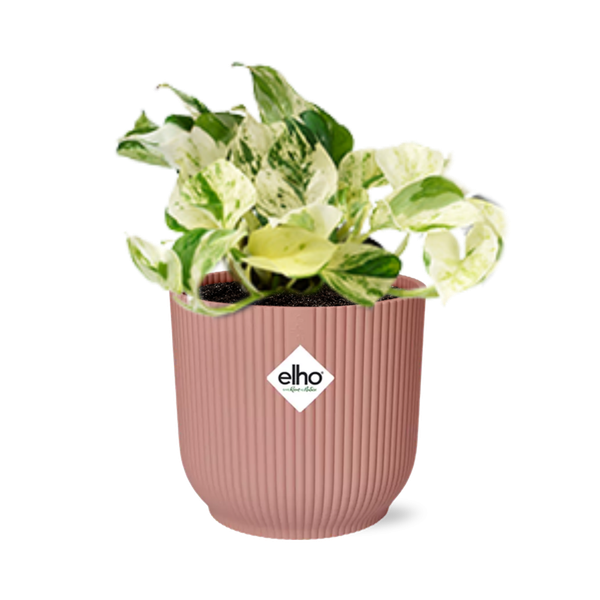 Epipremnum Pinnatum Happy Leaf in ELHO Vibes Fold 14cm roze