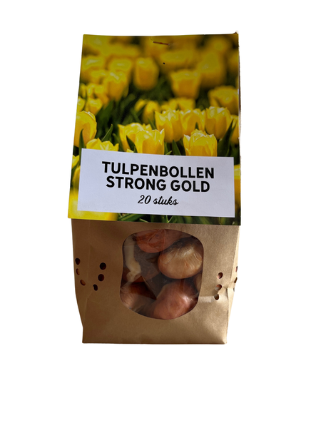 Strong gold – Tulpenbollen 20 stuks