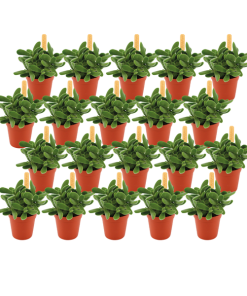 Crassula Stretto – 20 stuks – Ø5,5cm – ↕10cm